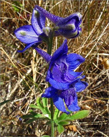 sm 544 Coast Delphinium.jpg - Coast Delphinium (Delphinium decorum): A native which generally lives on rocky hillsides or coastal bluffs.